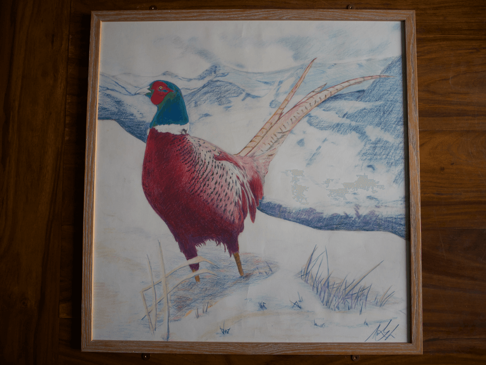 Mark Lewis Drawings-Pheasant