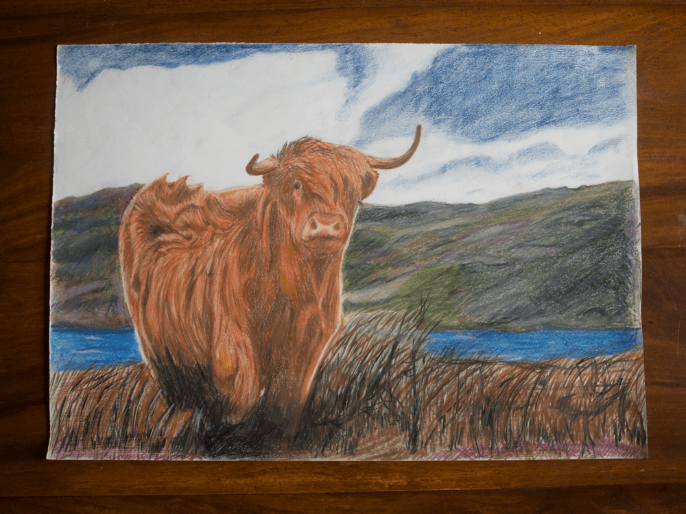 Mark Lewis Drawings- Highland Cow
